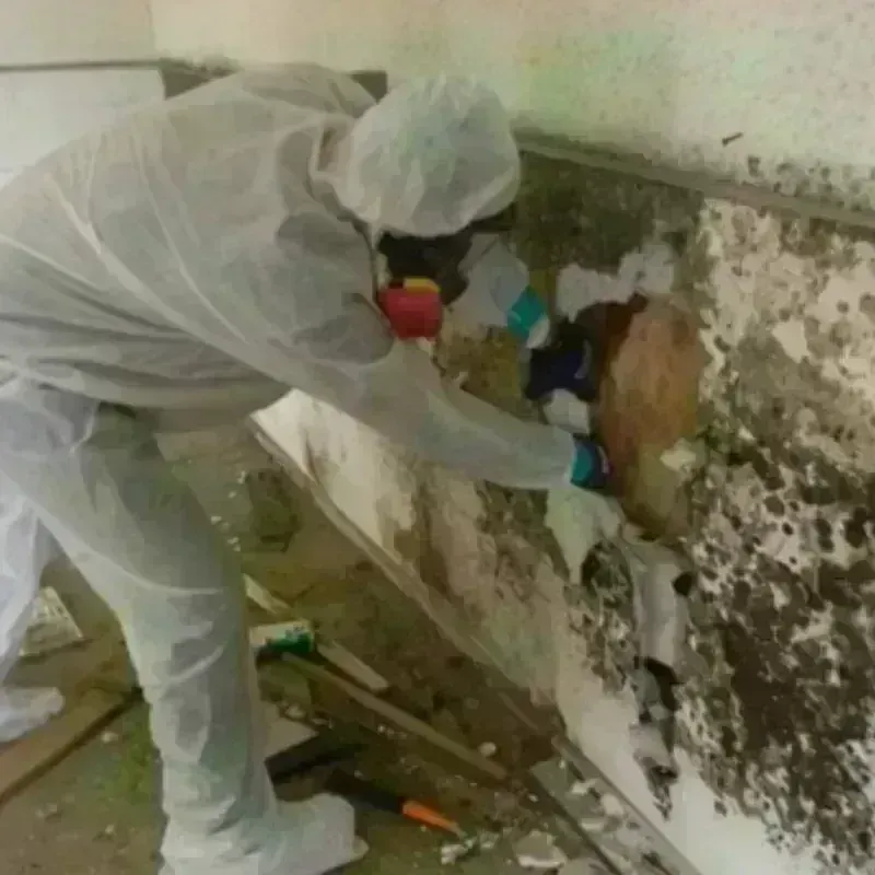 Mold Remediation and Removal in West Brookfield, MA